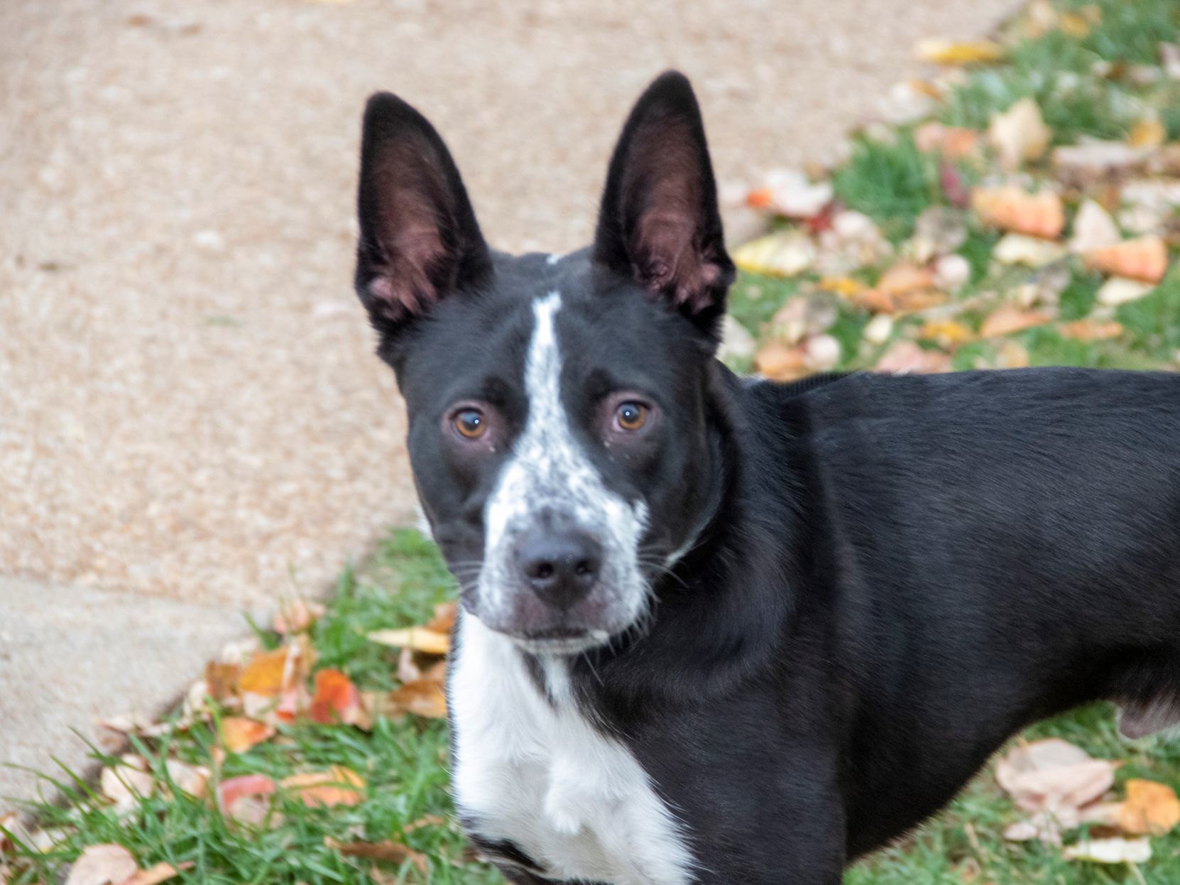 Pet of the week: Gunther